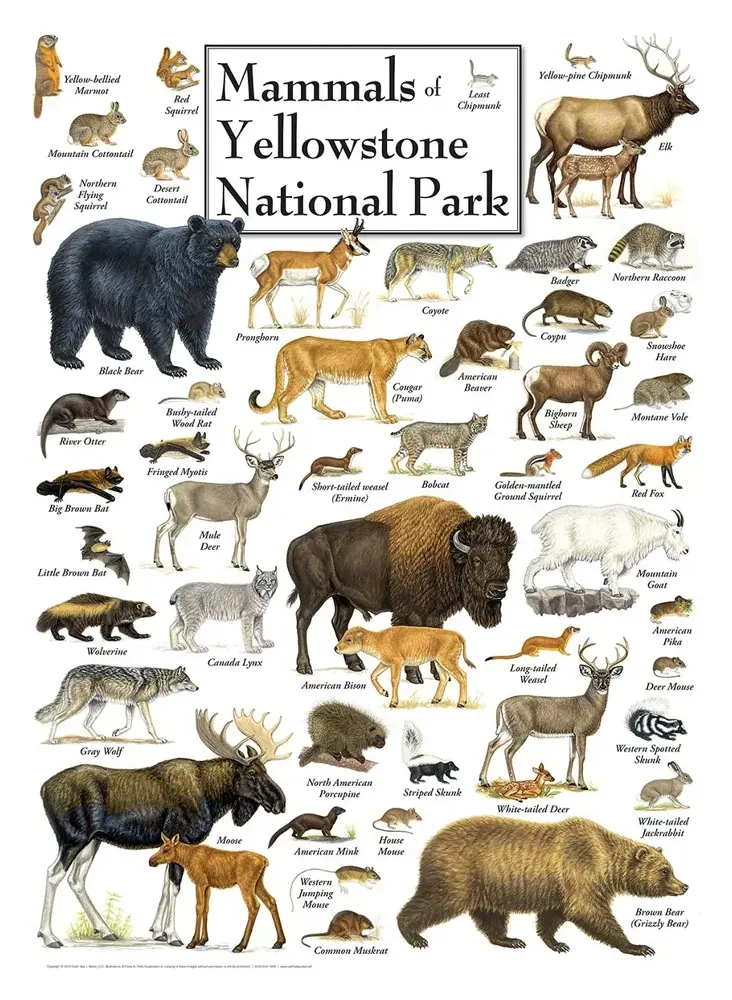 Mammals of Yellowstone National Park