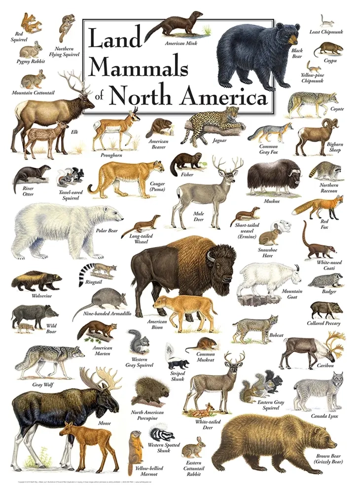 Land Mammals of North America