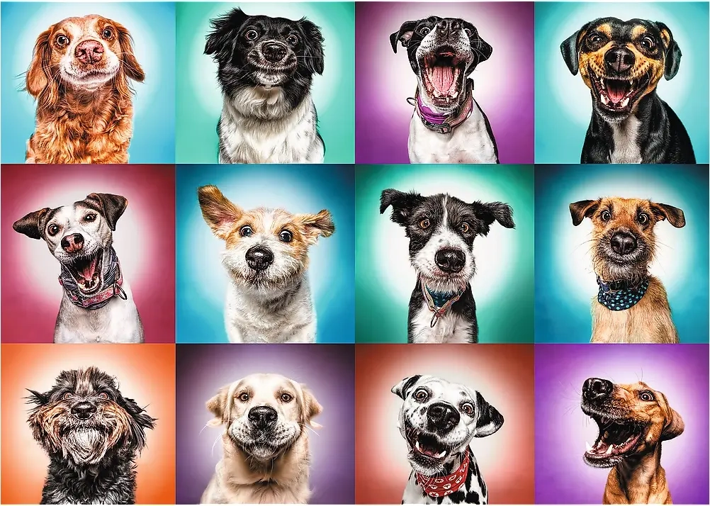 Funny Dog Portraits