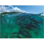 Bottlenose Dolphins