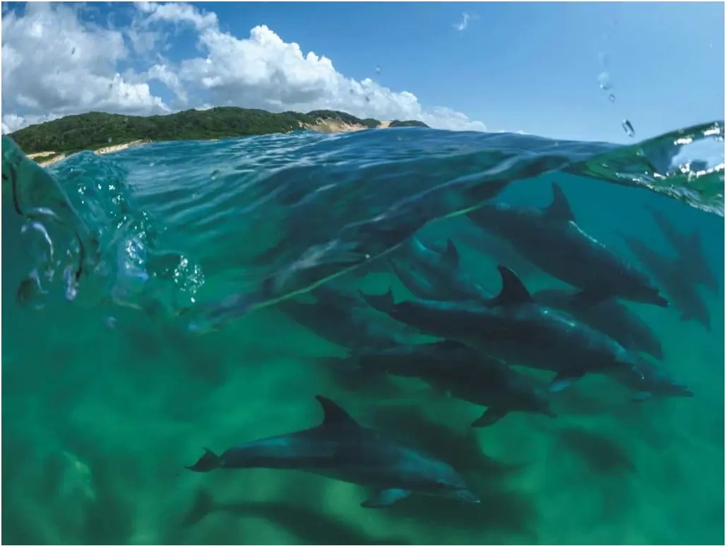 Bottlenose Dolphins