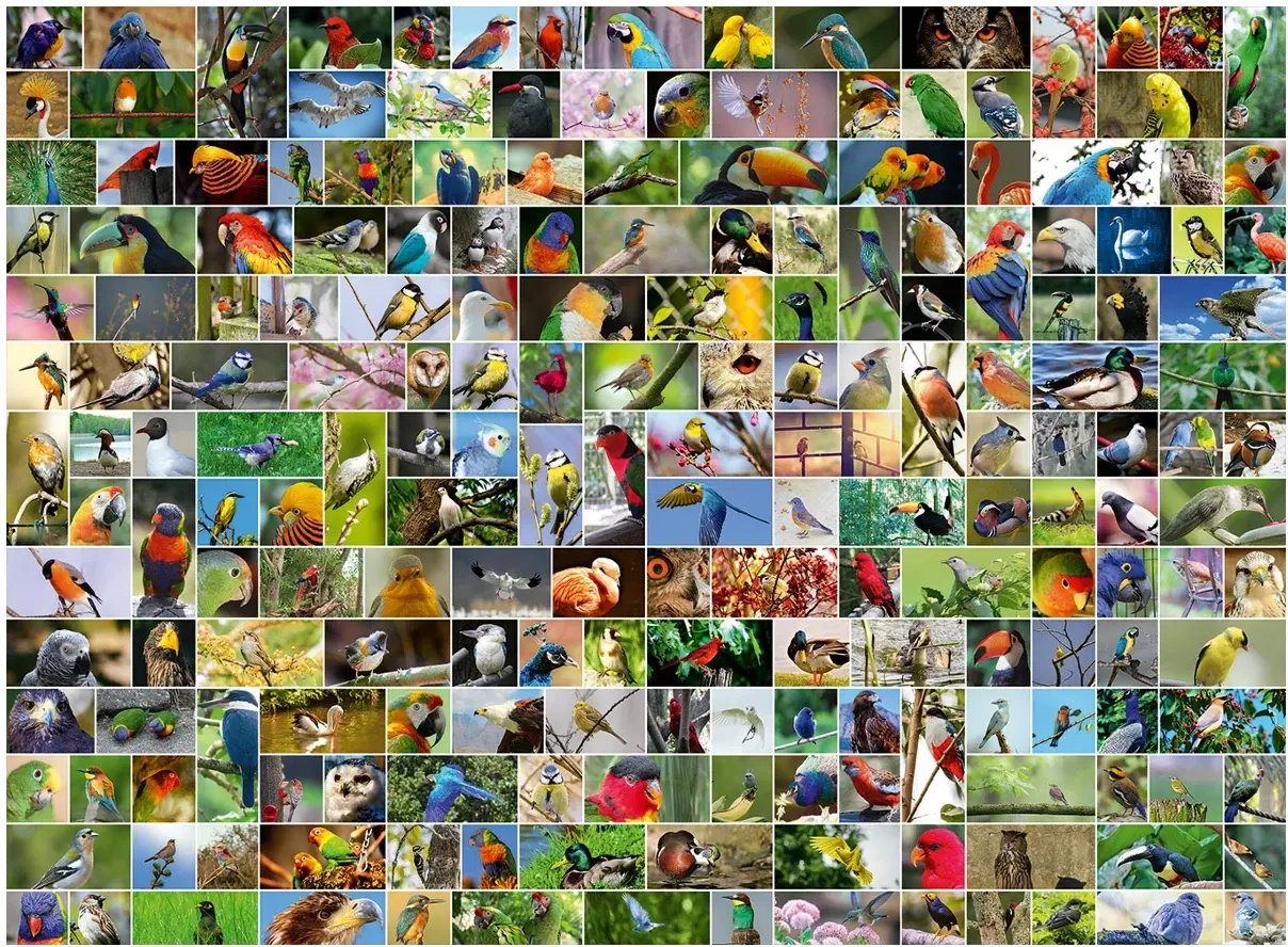 Collage - World's most Beautiful Birds