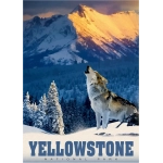 Yellowstone Wolf