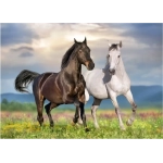 Couple de Chevaux