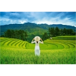 Rice Fields in Vietnam