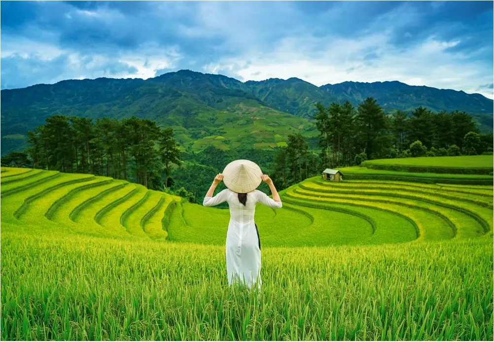 Rice Fields in Vietnam