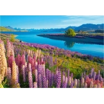 Lake Tekapo - New Zealand