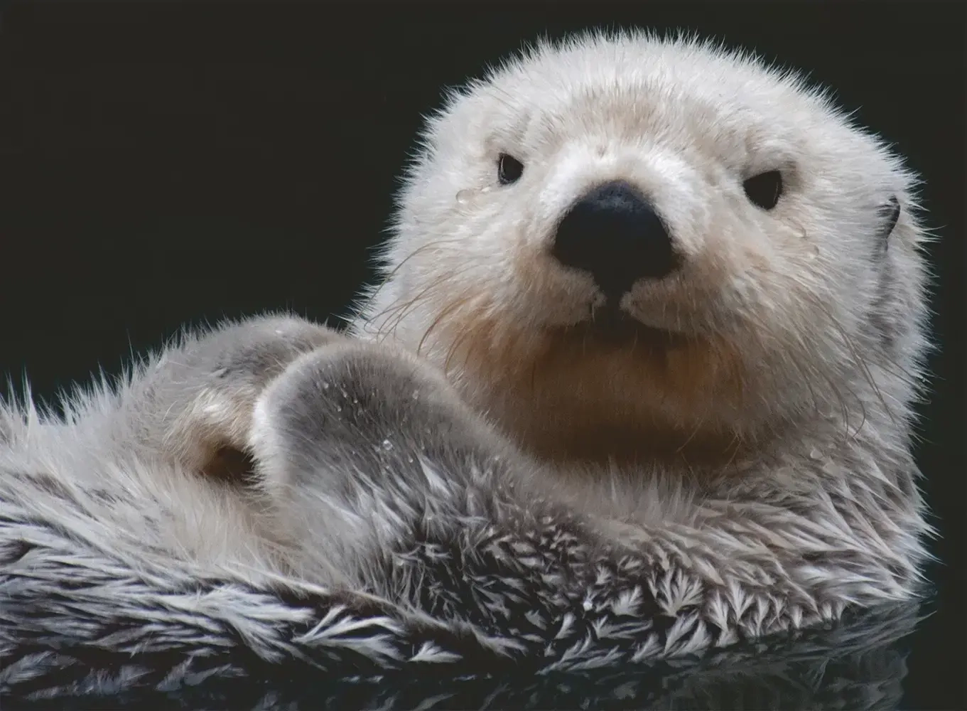 Süsser kleiner Otter