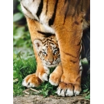 Bengalisches Tigerbaby