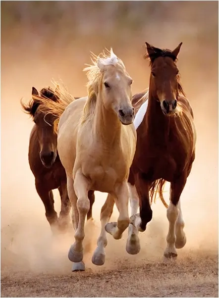 Running Horses