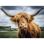 Highland Cattle