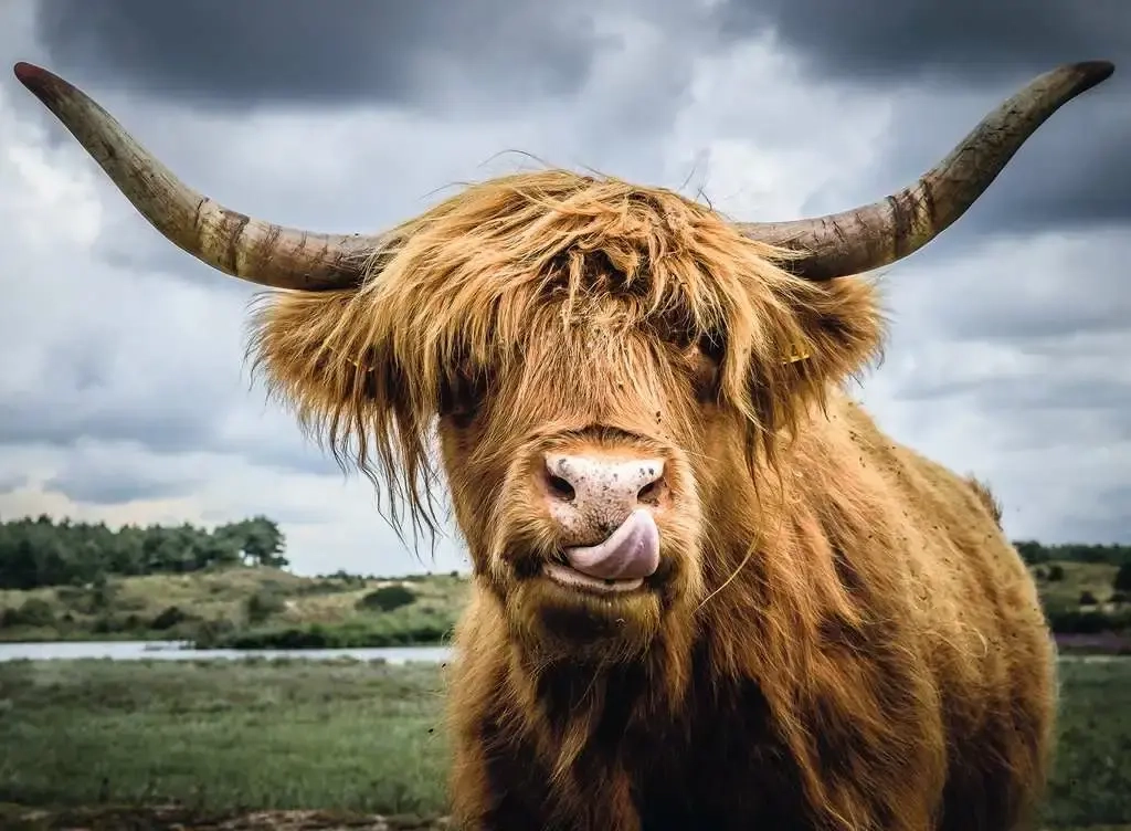 Highland Cattle