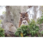 Great Horned Owl