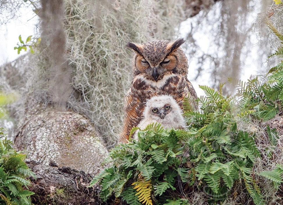 Great Horned Owl