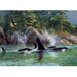 Orcas