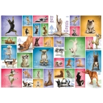 Collage - Yoga Hunde