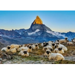 Meet the Sheep Zermatt