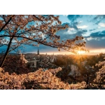 Kirschblüten in Bern