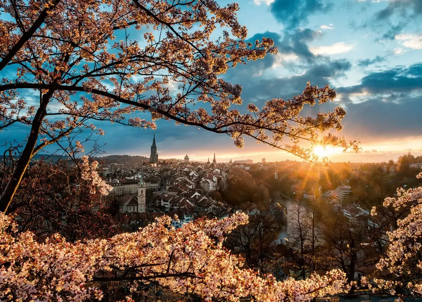 Kirschblüten in Bern