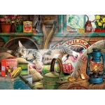 Snoozing in The Shed - Steve Read