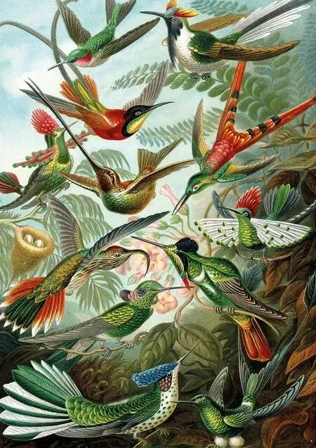 Kolibris - Ernst Haeckel