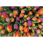 Tulpen