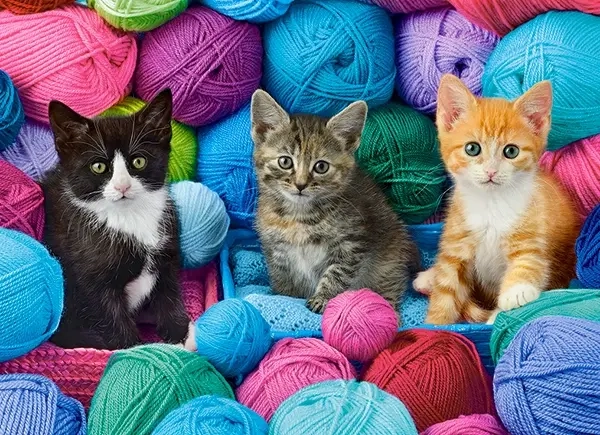 Kittens in Yarn Store