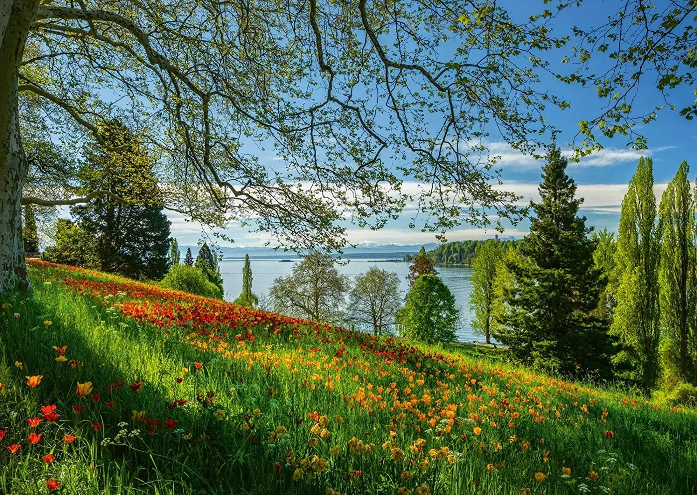 Frühlingsallee zur Tulpenblüte - Insel Mainau