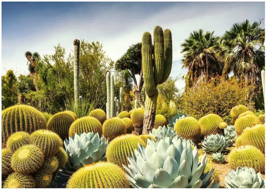 The Huntington Desert Garden - California, USA