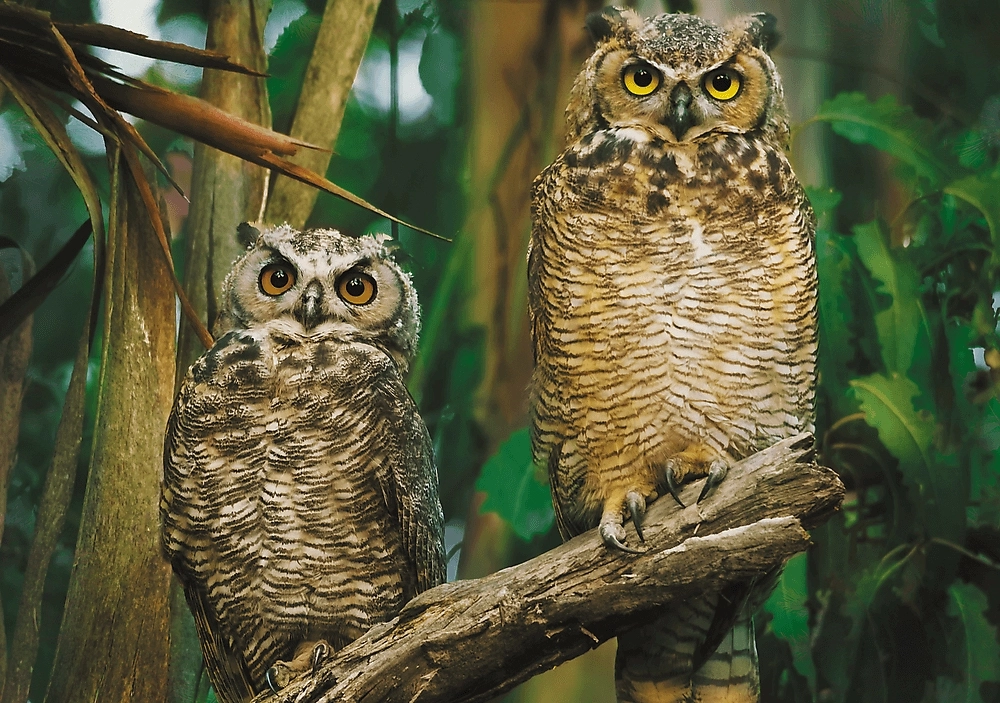 Owls