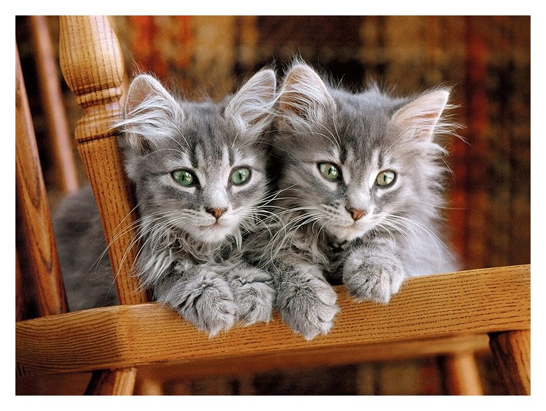 Kittens