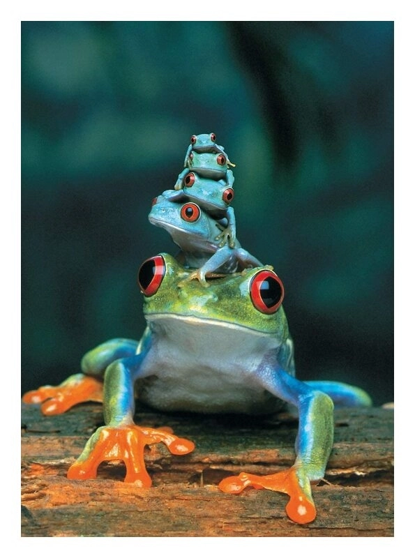 Rotaugenlaubfrosch