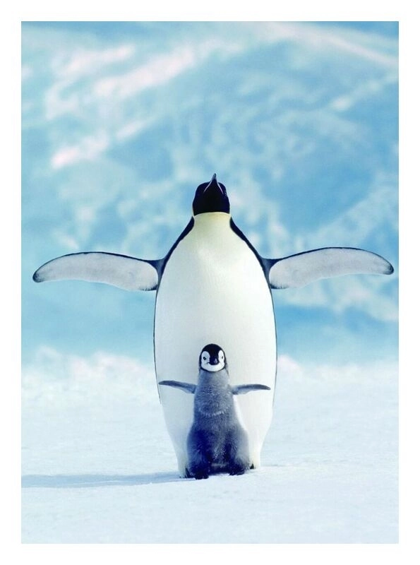 Penguin & Chick