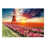 Tulips landscape