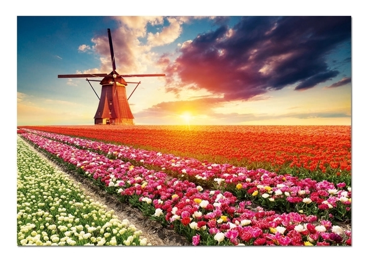 Tulips landscape