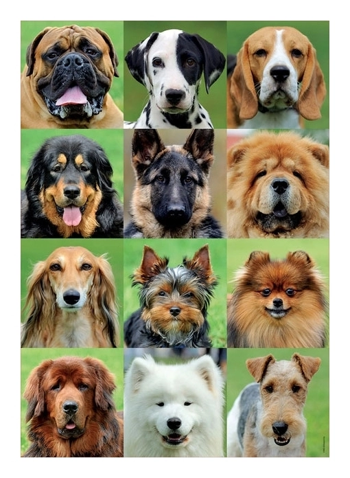 Dogs Collage