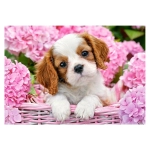 Pup in Pink Flowers