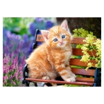 Ginger Kitten