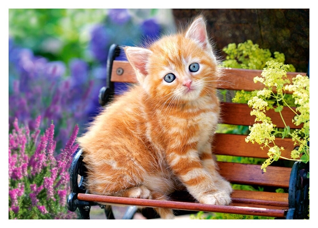 Ginger Kitten