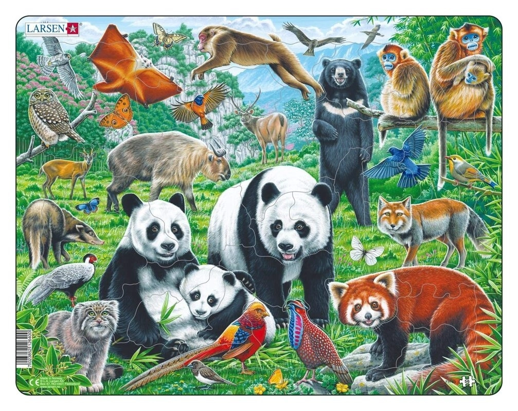 Panda Bear Family on a China Mountain Plateau