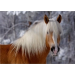 Haflinger Pferdekopf - Magie der Pferde