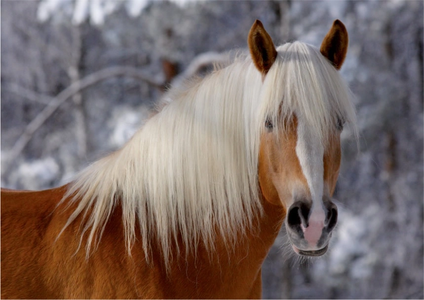 Haflinger Pferdekopf - Magie der Pferde