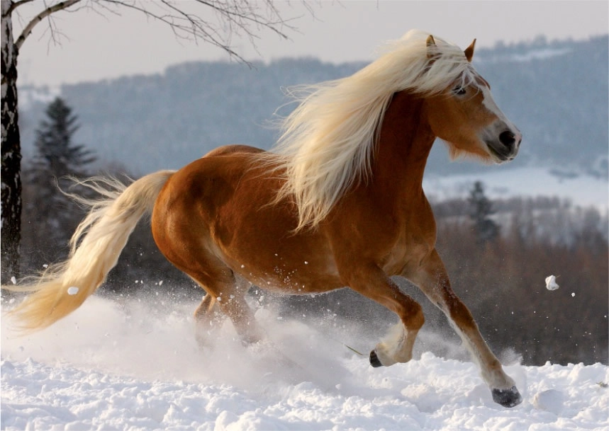 Galoppierender Haflinger -  Magie der Pferde