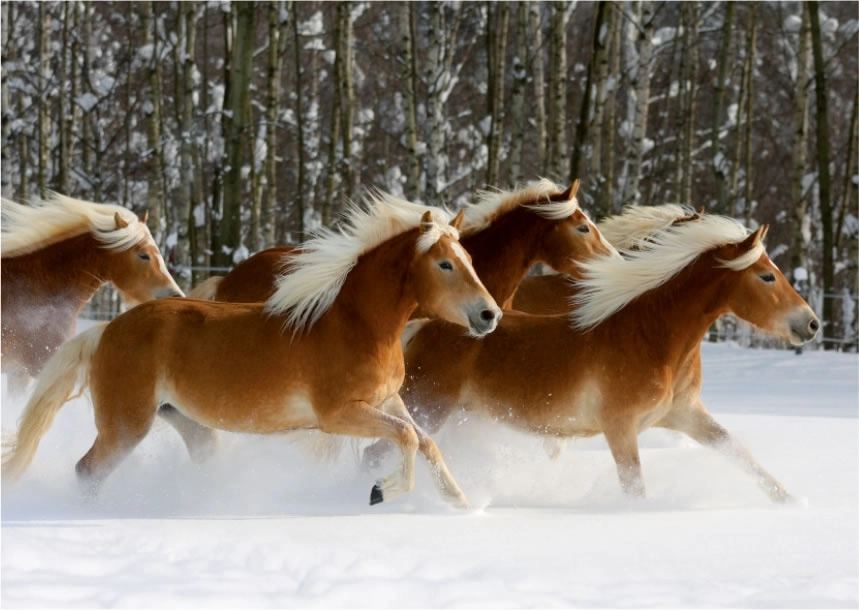 Haflingers Herde - Magie der Pferde