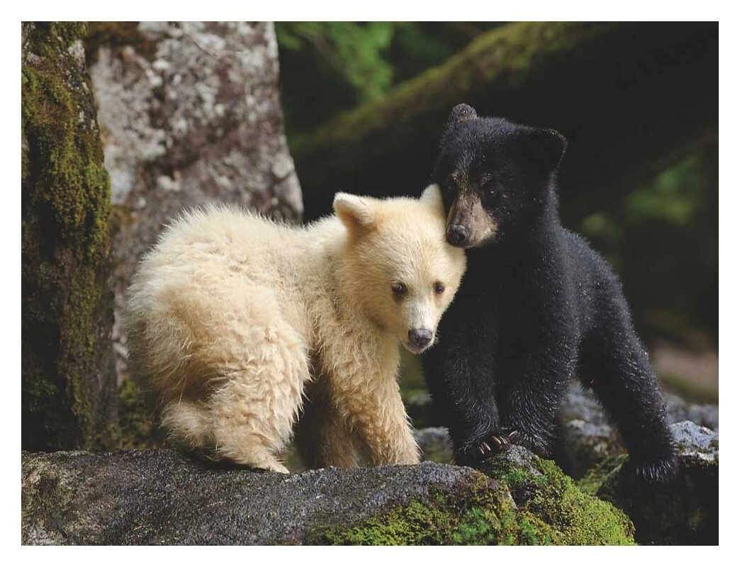 Bear Buddies