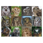 Owls and Owlets