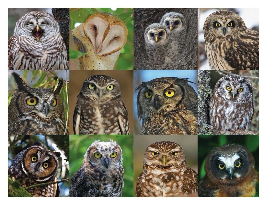 Owls and Owlets