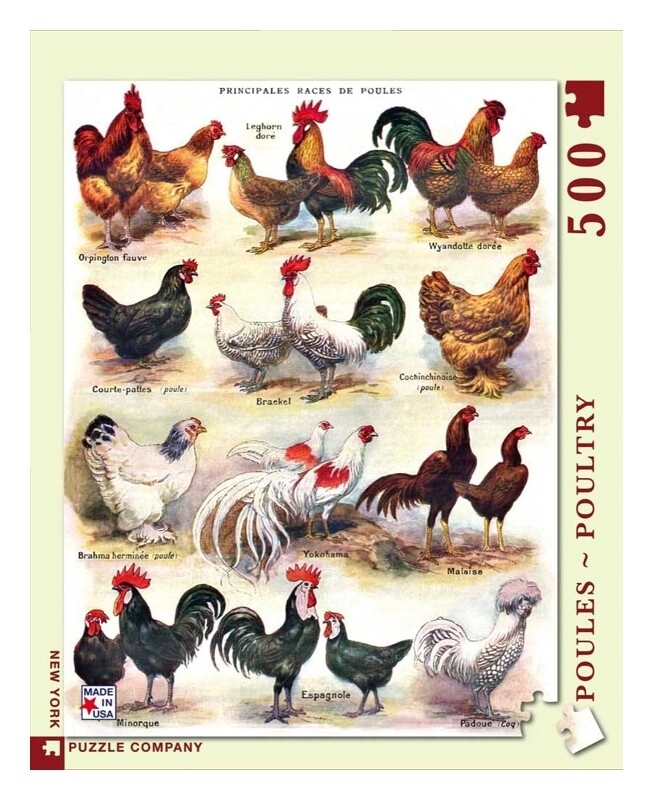 Poules - Poultry