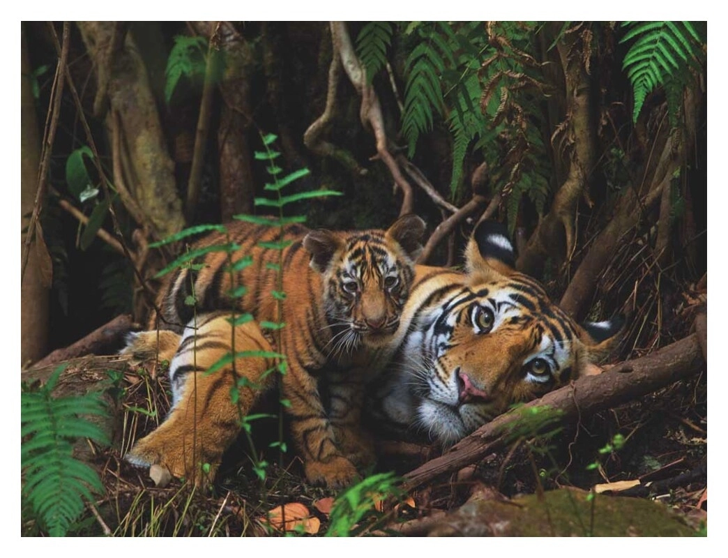 Mother Tiger and Cub