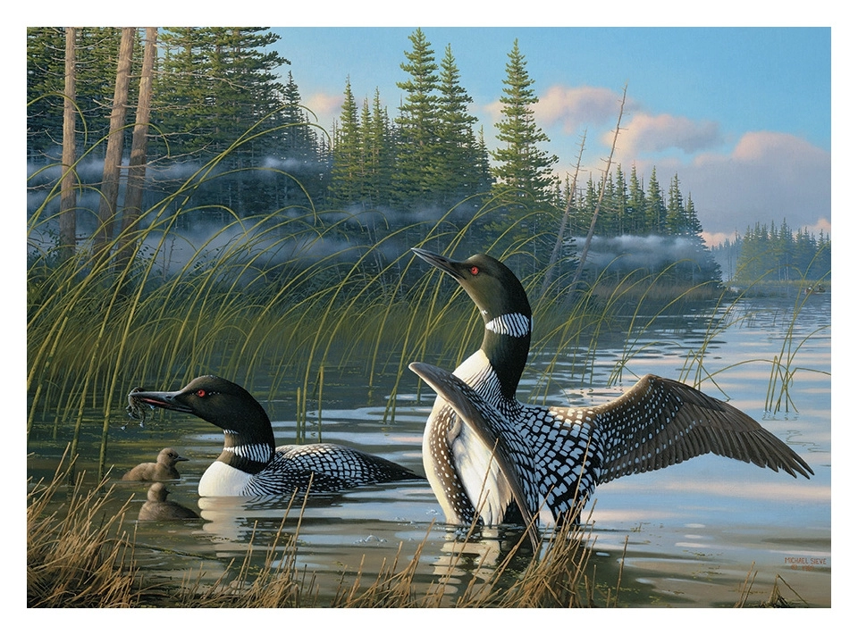 Common Loons